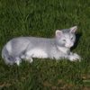 Котарак легнал